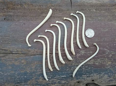 Raccoon Baculum Bones Real Penis Bones Assorted Pieces