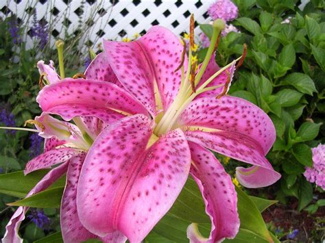 Stargazer Lily Wallpapers - Wallpaper Cave