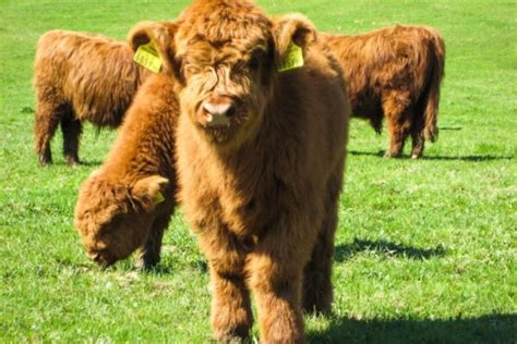 Small Farm Animals 的图像结果