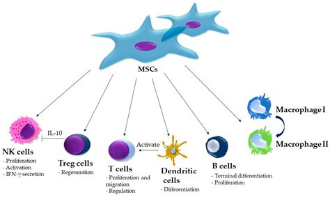 Recent Stem-Cell-Based and Stem-Cell-Free Possibilities for the ...