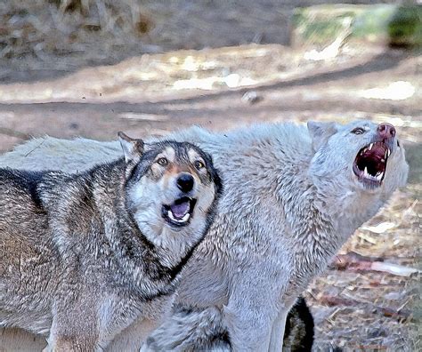 Image result for Coolest Wolves Howling