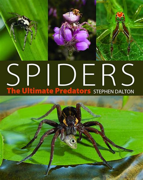 SPIDERS – Odyssey Online Store