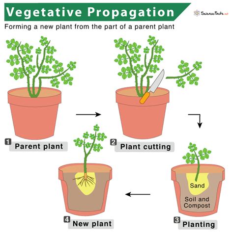 Image result for Vegetative Reproduction Examples