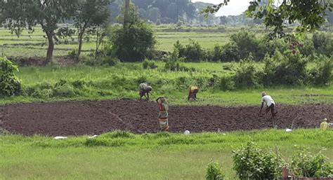 Monsoon 2022: Erratic rains may delay Odisha Kharif crops