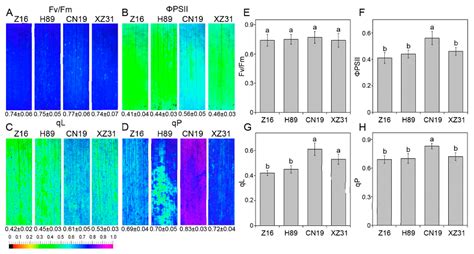 Comparison on Photosynthesis and Antioxidant Defense Systems in Wheat ...