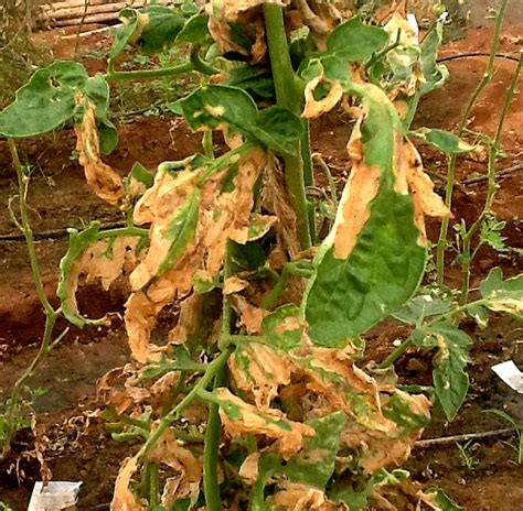 TNAU Agritech Portal :: Crop Protection