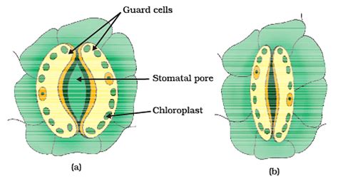 Diagram Based Questions: Life Processes - Science Class 10 PDF Download