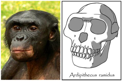 Image result for Ardipithecus Ramidus Fossils