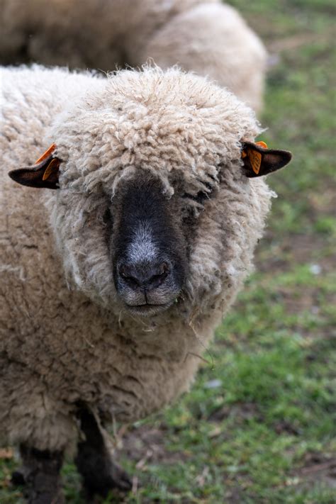 Sheep, Hampshire, Mammal Free Stock Photo - Public Domain Pictures