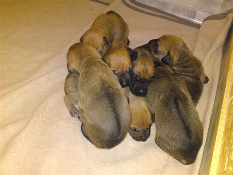 Reinrassige Rhodesian Ridgeback Welpen ohne Papiere in Thyrnau | Tiere ...