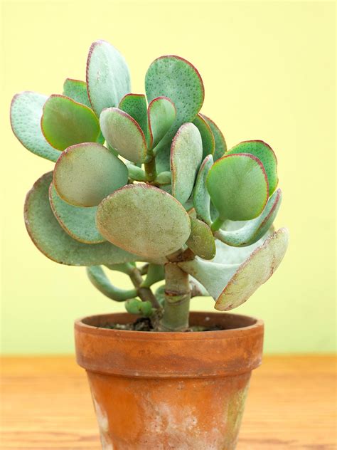 Jade Plant Crassula Ovata Succulents Jade Plant Money Plant