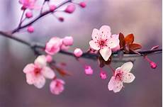 immagini di fiori da stare fiori di ciliegio significato caratteristiche quando e immagini di fiori da stare fiori di ciliegio significato caratteristiche quando e