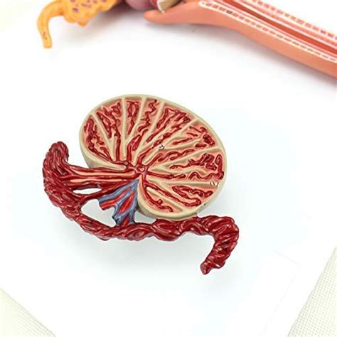 Teaching Model, Anatomical Model, Male Reproductive India | Ubuy