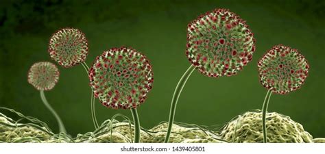 Mold Under Microscope 的图像结果