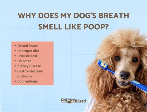 Why Does My Dog S Poop Smell Worse Than Normal at Allyson Byerly blog
