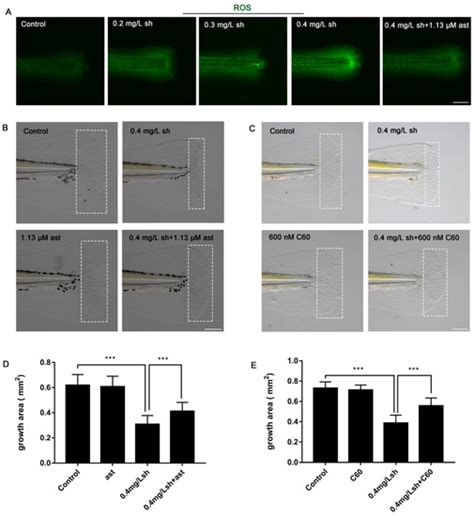 Shikonin Inhibits Fin Regeneration in Zebrafish Larvae