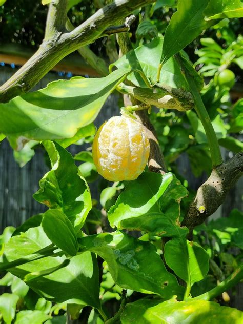 Some smart arse creature ate all the rinds off my lemons : r ...