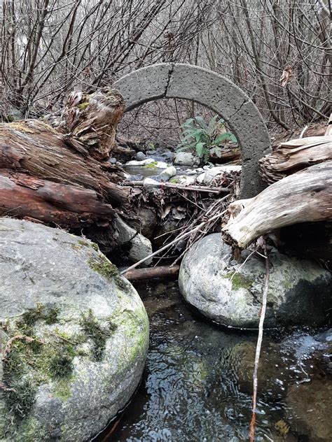 Saw this in the back trails at soos Creek. It's in the middle of the ...