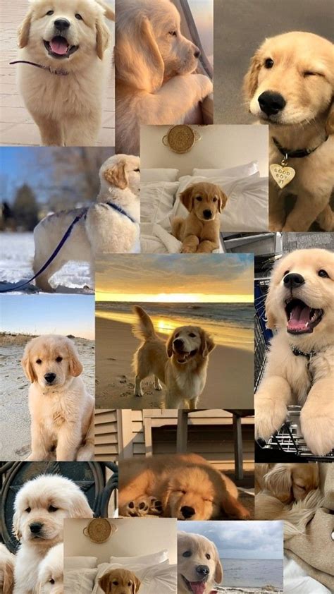 rutu gajera on LinkedIn: ........... CUTE PET .............