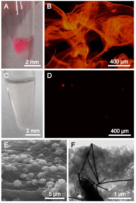 Enzymatic Polymerization on DNA Modified Gold Nanowire for Label-Free ...