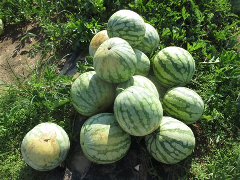 Yellow- and Orange-flesh Watermelons | Purdue University Vegetable ...