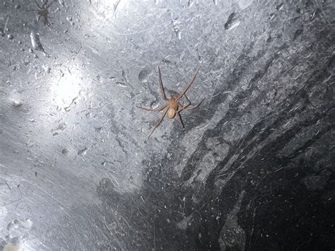 Brown Recluse Spider Web