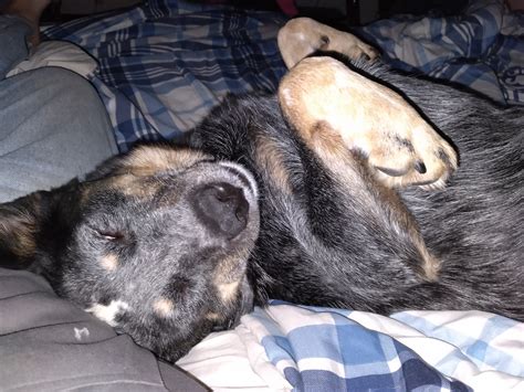 WANDERERS REST HUMANE ASSOCIATION INC - Canastota NY - Hours ...