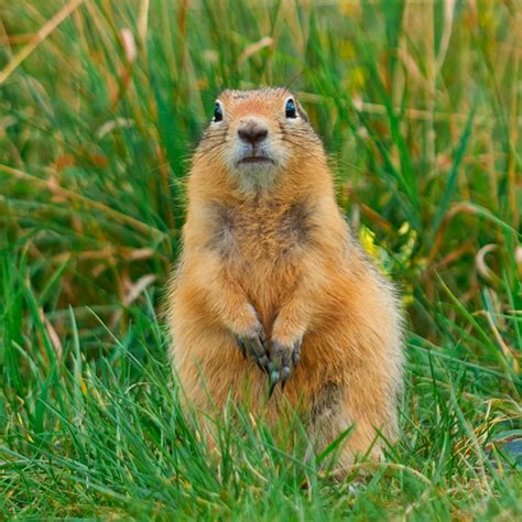 How to Get Rid of Gophers | Family Handyman