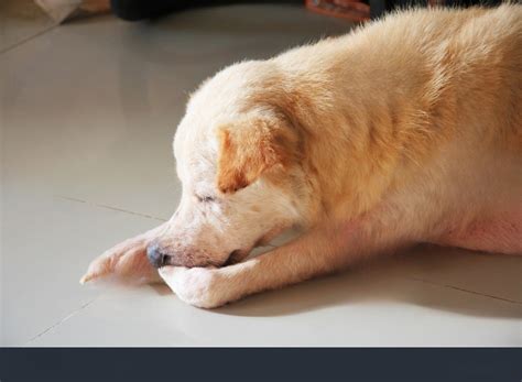 Why Does My Dog Bite His Nails? Here is the Reason - Petsmartgo