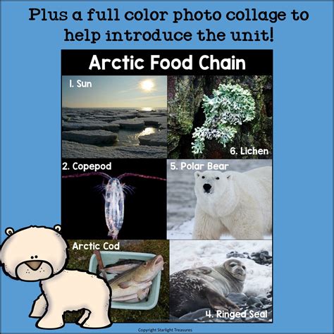 Arctic Food Chain Polar Bear