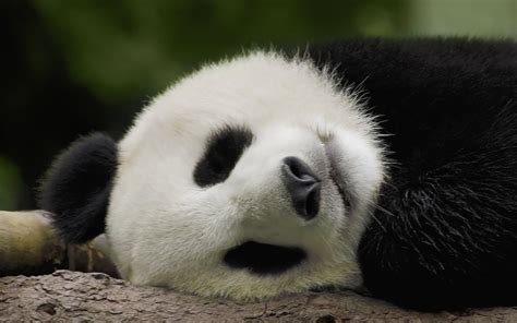 Image result for Panda Example in Python