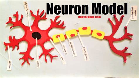 Image result for Neuron Model Project