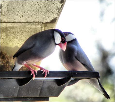 Image result for Java Sparrows for Sale