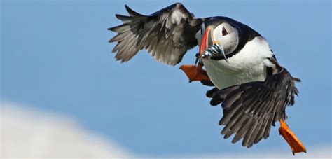 Two Puffins Image - ID: 305982 - Image Abyss