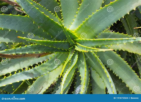 Blue Agave Plant, Ready To Make Tequila. Stock Photo - Image of earth ...