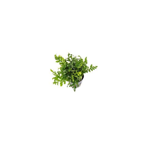 TC Epiphytes / Mossess, Anubias & Ferns – Best4Pets