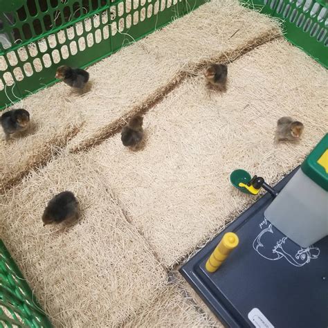 Image result for What Is Panel Brooder