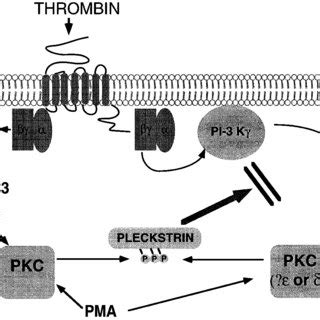 Image result for PI3K PIP PIP2 PIP3