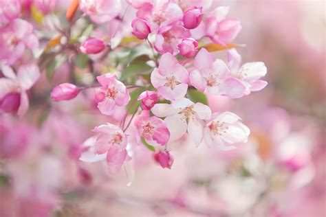 Image result for Nature Art Tutorial