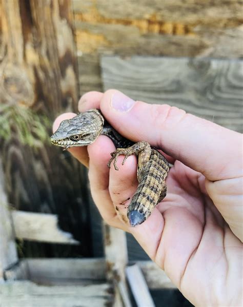 Southern Alligator Lizard slowly regrowing its tail. Southern California (OC) : r/herpetology