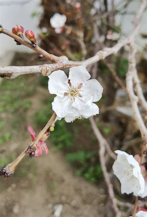 Image result for Spring Flower Garden