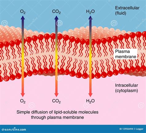 Image result for Diffusion Membrane