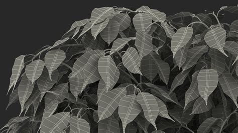 Ficus Benjamina Weeping Fig Tree in Pot 3D model | 3D Molier International
