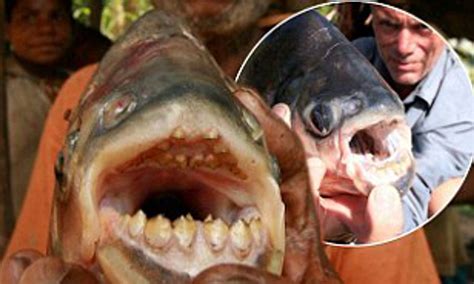 Fish With Human Teeth River Monsters