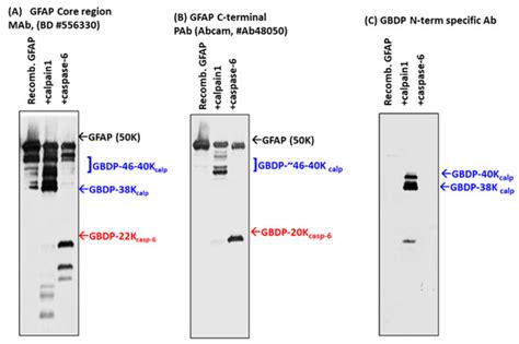 Characterization of Calpain and Caspase-6-Generated Glial Fibrillary ...