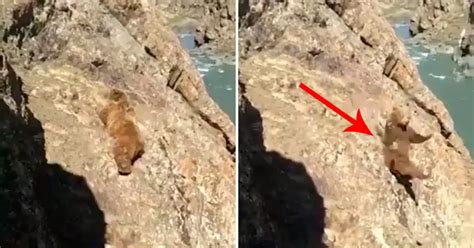 Image result for Bears Falling From Cliffs