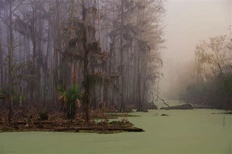 Swamp, Fog and Spanish Moss | Nature, Landscape, Scenery