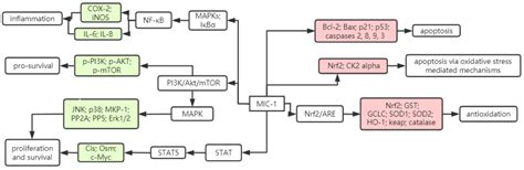 Anti-Cancer and Medicinal Potentials of Moringa Isothiocyanate