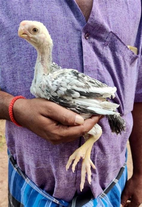 Parrot Beak Aseel Chicks