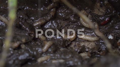 What Causes Maggots In Your Body at Vincent Womack blog